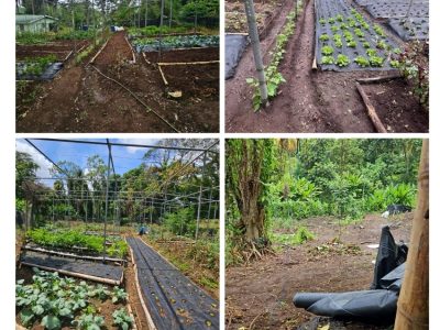 Eco Home Gardens
